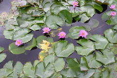Nymphaea nouchali var. cyanea